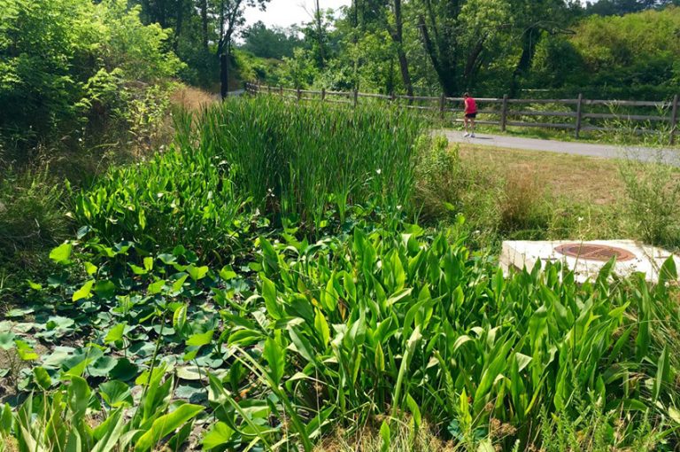 Reed Creek Greenway Phase III - Anchor QEA