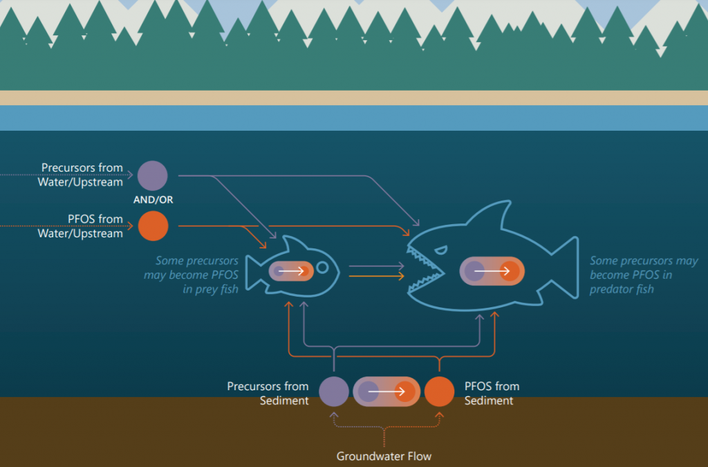 Addressing PFAS in the Environment Part 2: Anchor QEA’s Bioaccumulation ...