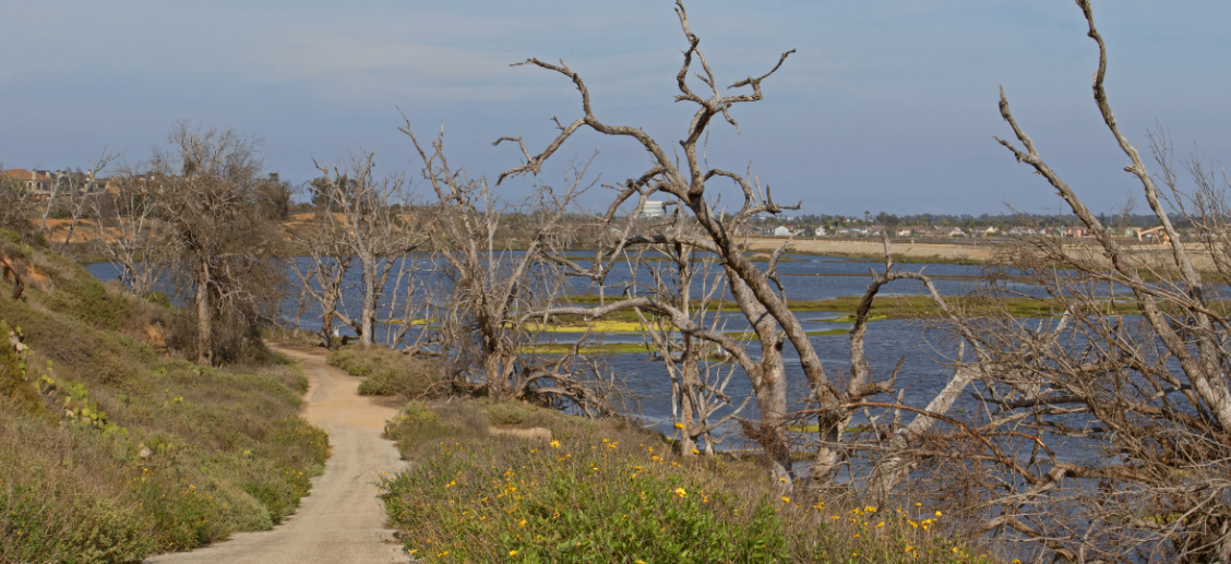Restoration at the Bolsa Chica Ecological Reserve Anchor QEA